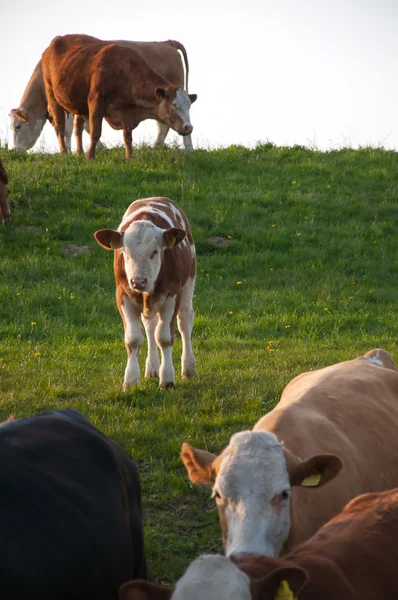 Vacas pastando en pastos — Foto de Stock