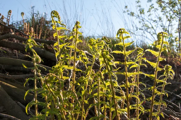蕨类植物的阳光背景森林 — 图库照片