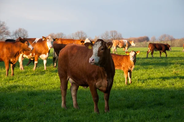 Vacas que pastam em pastagens Imagens Royalty-Free