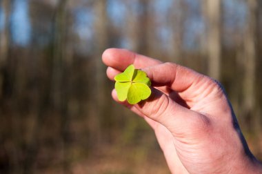El tutma yeşil şanslı yonca