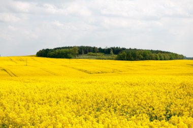 Mavi bulutlu gökyüzü altında sarı alan
