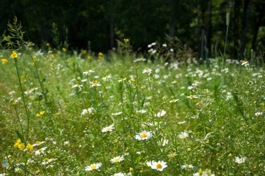 Kır çiçeği yaz alan