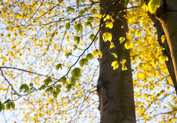 美丽的绿色叶子和明亮的太阳 — 图库照片