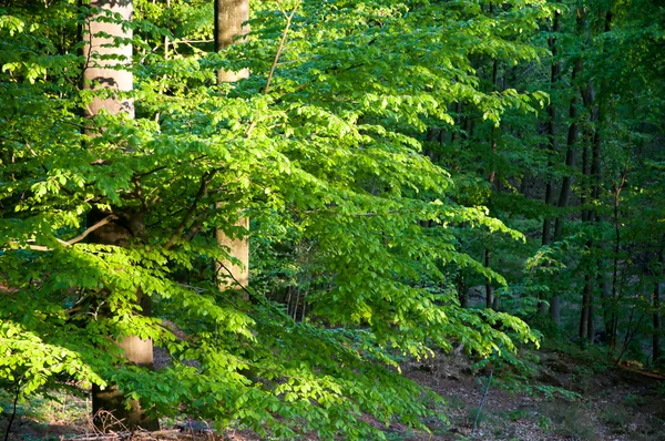 Hermoso bosque verde —  Fotos de Stock