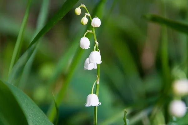 Lírio florescente do vale na floresta — Fotografia de Stock