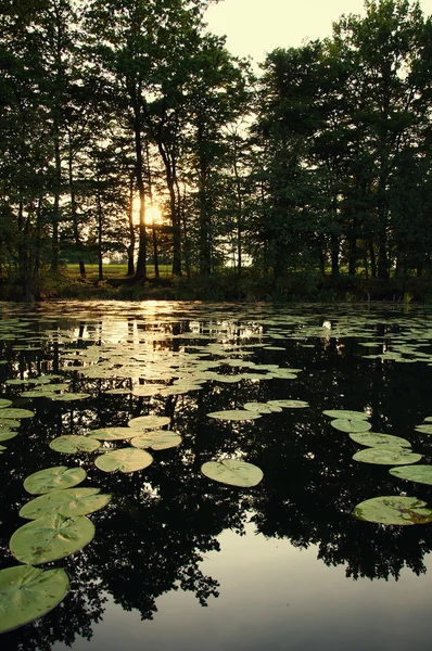 Lírios de água no lago — Fotografia de Stock