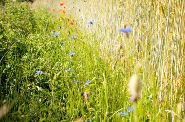 Mısır gevreği kulakları ile sahada büyüyen çiçekler