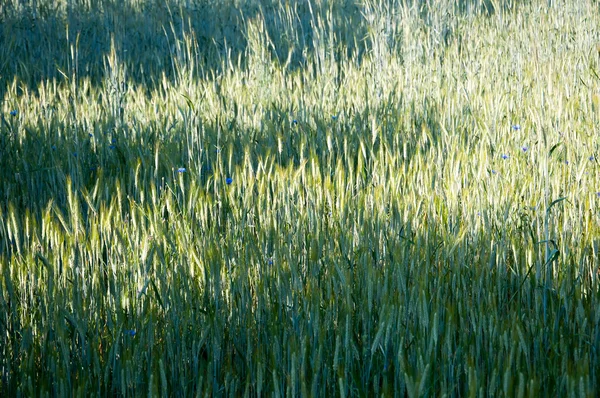 Сільськогосподарське поле, посаджене житом — стокове фото