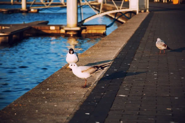 Möwen am Ufer der Bucht — Stockfoto