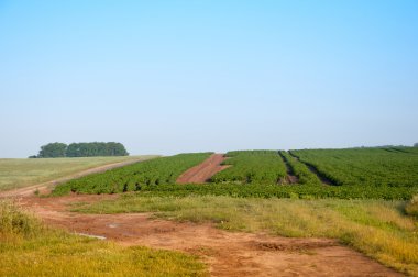 Tarlalardan geçen köy yolu.