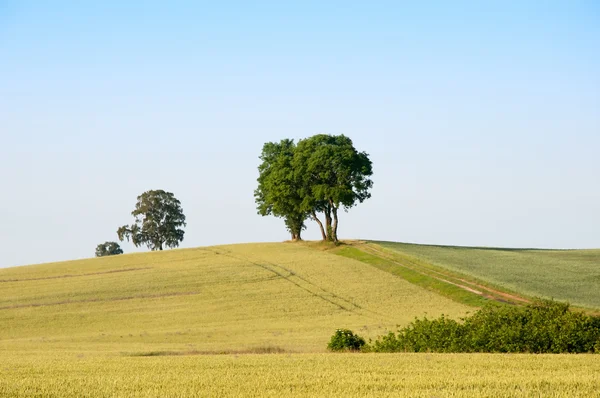 Country road through the fields — Stock Photo, Image