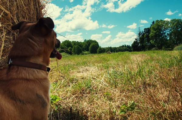 Erz Hund versteckt sich im Schatten des Heuhaufens — Stockfoto
