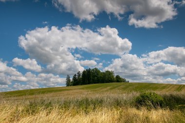 Genç çavdar alan ve güzel bulutlar