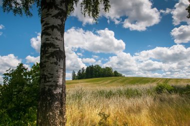 Genç çavdar alan ve güzel bulutlar