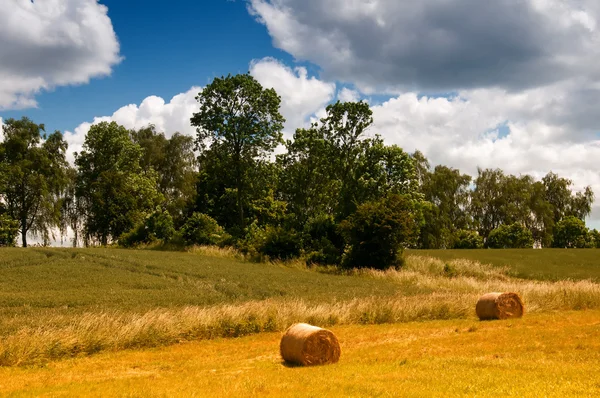 Goldballen auf grünem Gras und blauem Himmel mit Wolken — Stockfoto