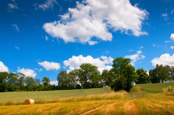 Золотые тюки на зеленой траве и голубое небо с облаками — стоковое фото