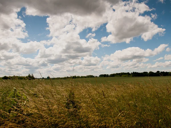 Campo de centeio jovem e belas nuvens — Fotografia de Stock