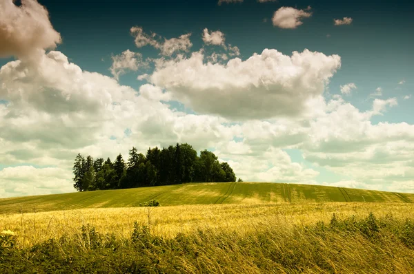 Молодое ржаное поле и прекрасные облака — стоковое фото