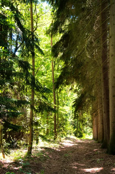 Forêt mixte au printemps — Photo