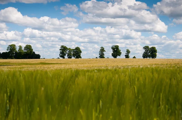 Junges Roggenfeld und schöne Wolken — Stockfoto