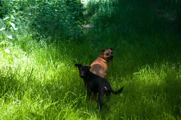 緑豊かな公園での散歩に 2 つの小型犬 — ストック写真