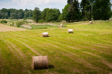 Altın balya ve mesafe ağaçlarda ile yaz çayır