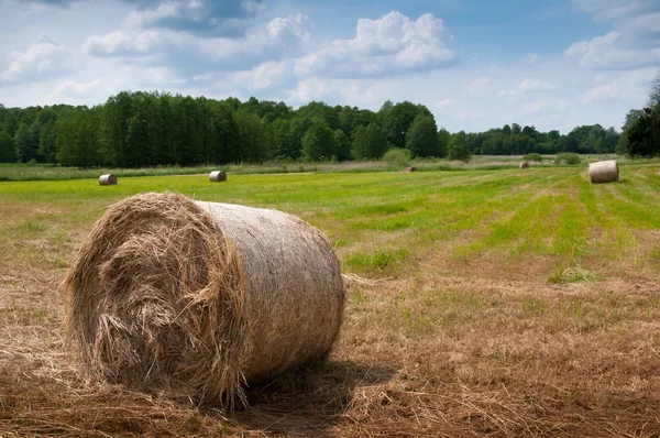 Prato estivo con balle dorate e alberi in lontananza — Foto Stock