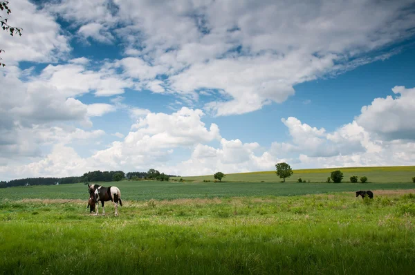 Cavalo que pastoreia em um pasto — Fotografia de Stock