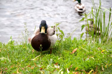 Şehir Parkı içinde ördekler