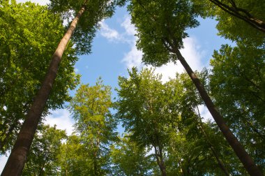 Yaprak döken ağaçların altından gördüm