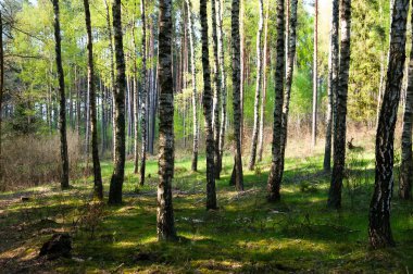 Gizemli yaz huş ağacı orman