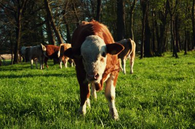 Güzel bir yeşil mera üzerinde otlatma buzağı