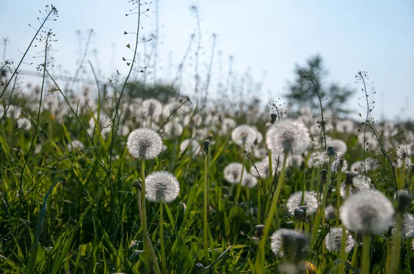 Många maskrosor på äng — Stockfoto