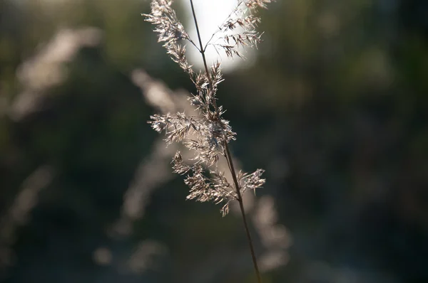 Trockenes Gras Ohr Nahaufnahme — Stockfoto