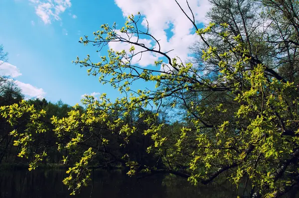 O topo das árvores verdes na floresta e céu azul — Fotografia de Stock