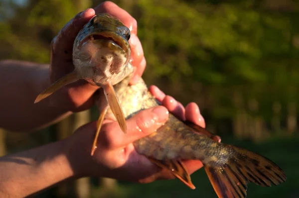 Freshly caught pike in fisherman's hands — Stock Photo, Image