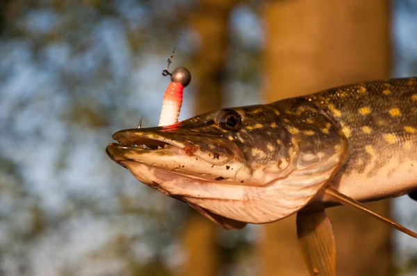 Freshly caught pike in fisherman's hands — Stock Photo, Image