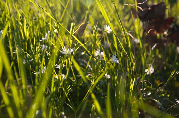 Grünes Gras als Hintergrund — Stockfoto