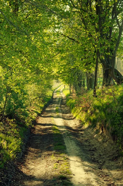 Hermoso camino en el bosque —  Fotos de Stock