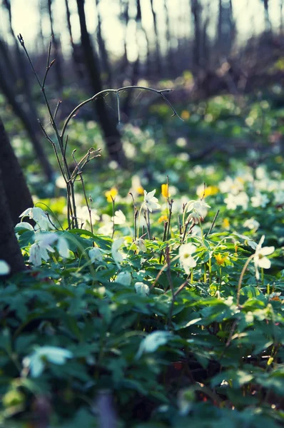 Belles fleurs sauvages dans la forêt — Photo