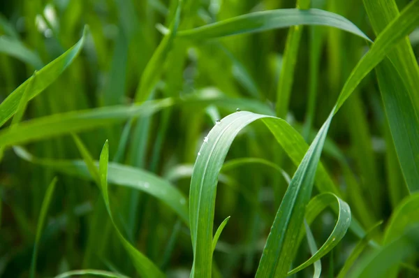 Long green grass background — Stock Photo, Image