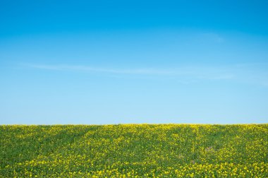 Alan arka plan mavi gökyüzü üzerinde genç tecavüz