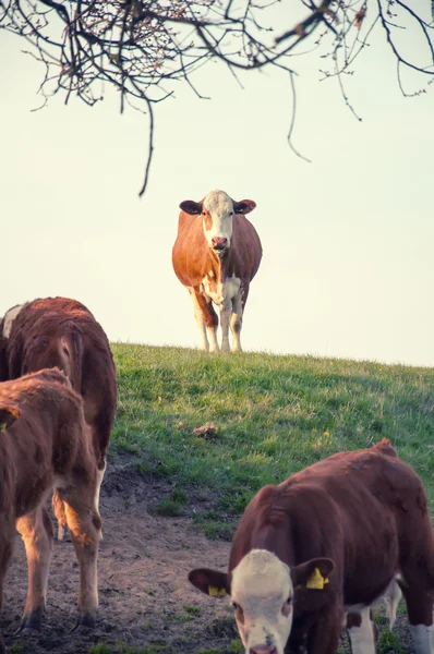 아름다운 푸른 목초지에서 풀을 뜯고 있는 소들 — 스톡 사진