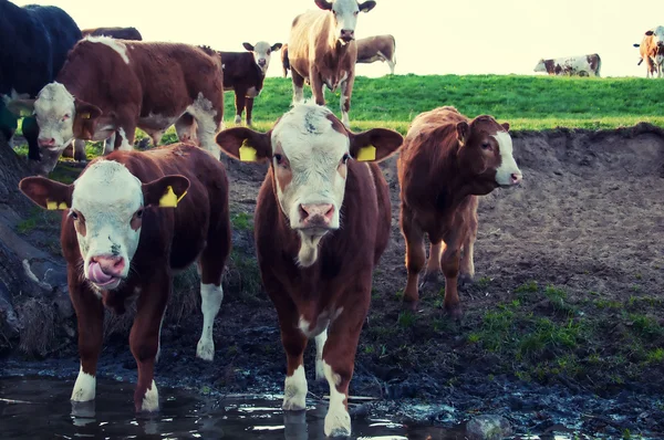 A legelőn, legelő tehenek — Stock Fotó