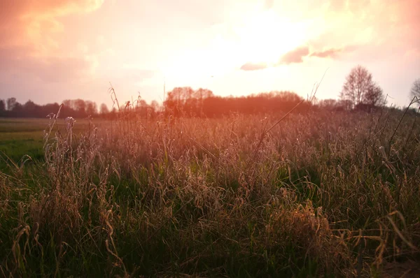 緑の草原と美しい夕日 — ストック写真