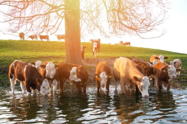 Cows drinking water from lake clipart