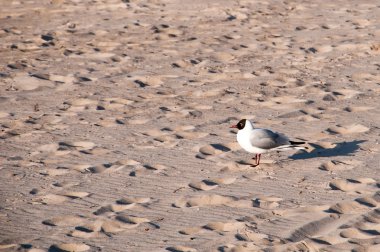 Ayak izi ve kum üzerinde martı
