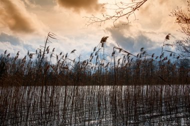 Bulutlu hava kuru sazlık ile gölde erken bahar