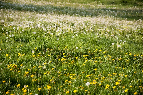 Wildblumen auf dem Sommerfeld — Stockfoto