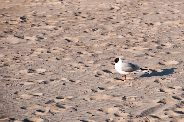 Следы и чайка на песке — стоковое фото